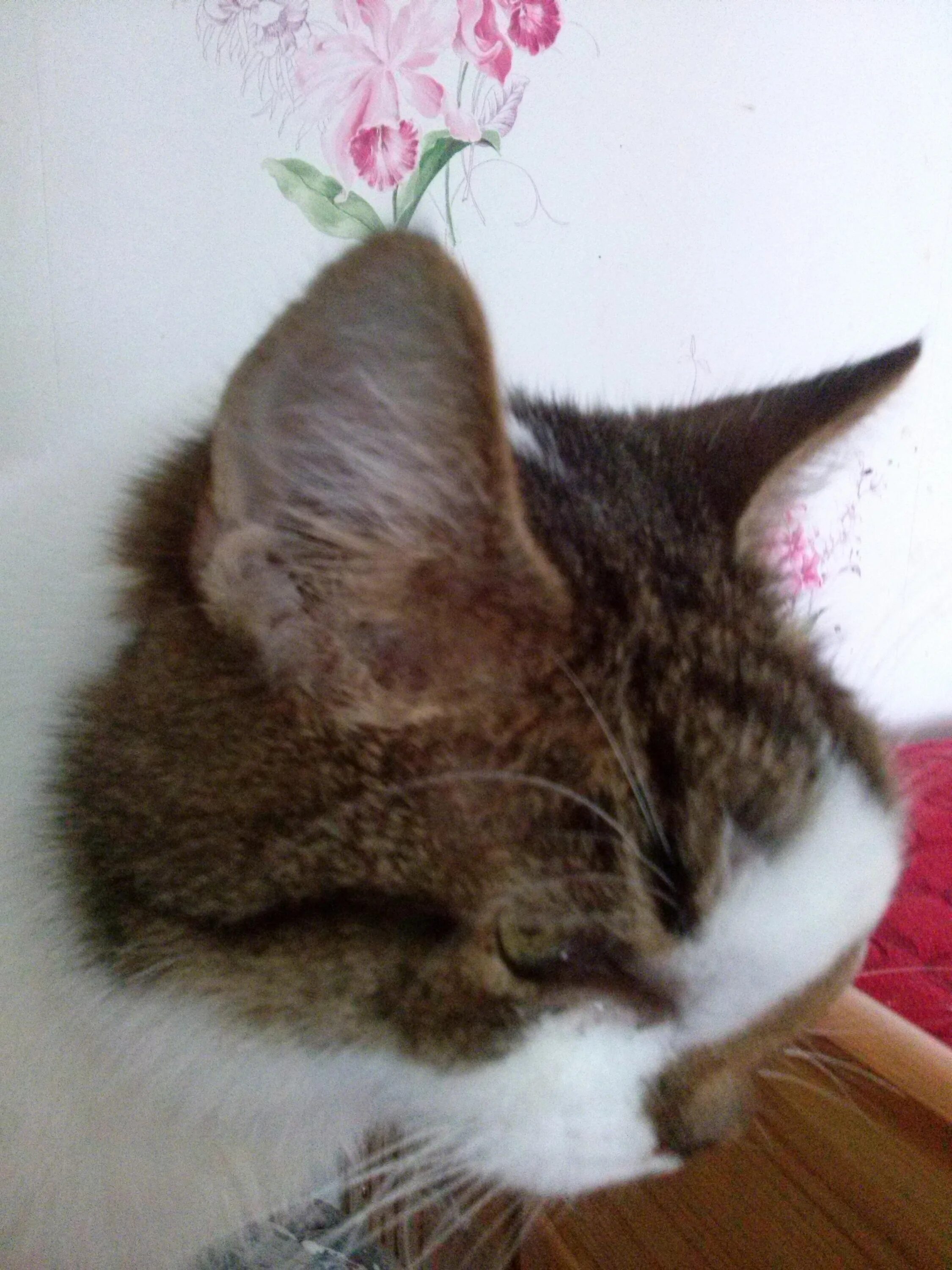 Шишки на щеках у кошек. Шишки на щеках у кошек. Шишки на щеках у кошек. Шишки на щеках у кошек. У кота припухлость щеки.
