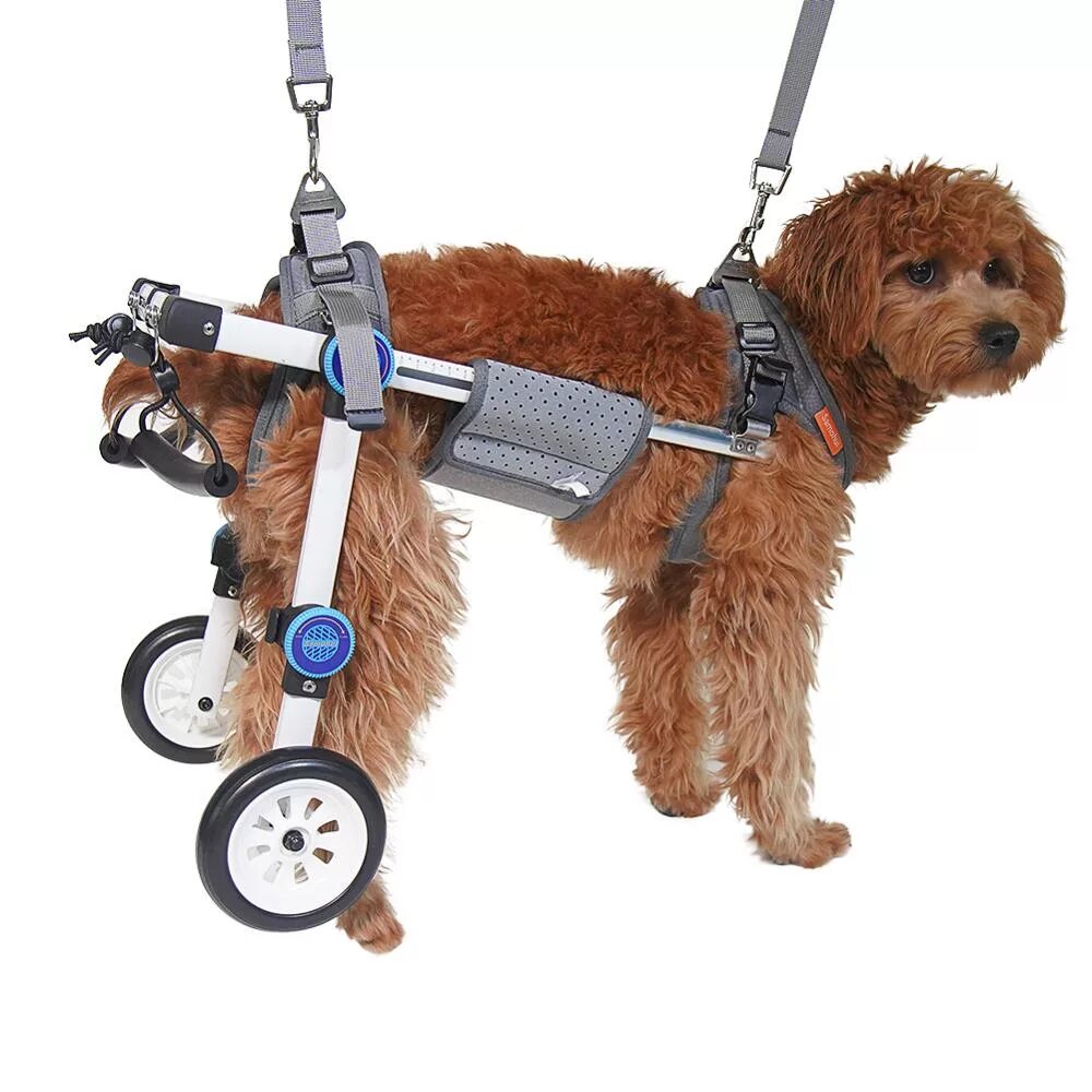 Инвалидная коляска для задних лап. Инвалидная коляска для собак walkin wheels. коляски для собак спинальников. ходунки для собак инвалидов. инвалидная тележка для собак.