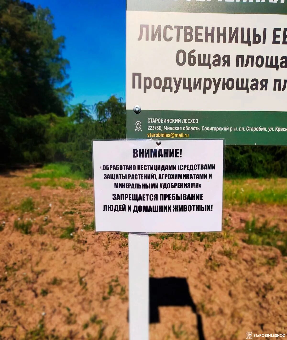 Старобинский лесхоз. Лисица+старобинский+лесхоз. лесхоз высокая гора субьтоик.