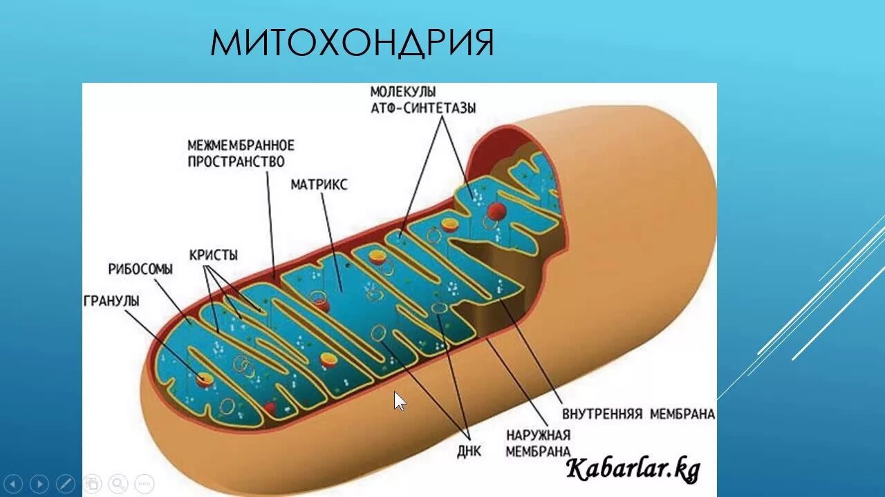 Строение ядра митохондрии. Строение митохондрии клетки. Строение митохондрии растительной клетки. Схема строения митохондрии. Мембрана митохондрий.