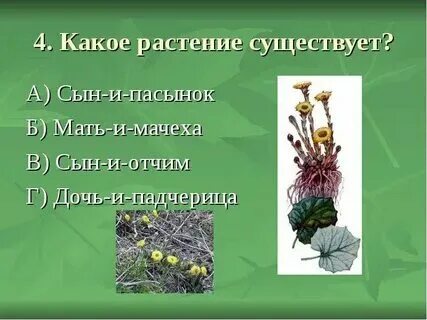 Какие цветы отвечают на вопрос что