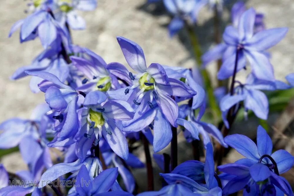 Сцилла сибирская. Пролеска Сибирская (Сцилла). Пролеска Сибирская Scilla Siberica. Пролеска Кавказская. Сцилла (пролеска) Сибирская (Scilla Siberica).