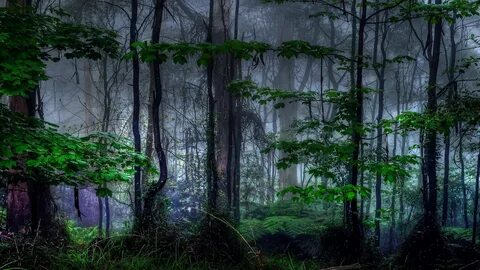 Forest the against