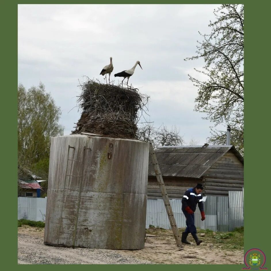 Гнездо аистов калуга. Яйца аиста. Уварово калужская аисты. Гнездо аиста калуга. Гнездо аиста калуга.