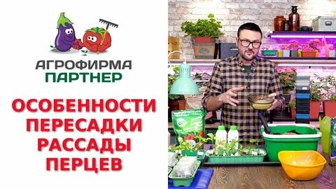 Партнер рассада