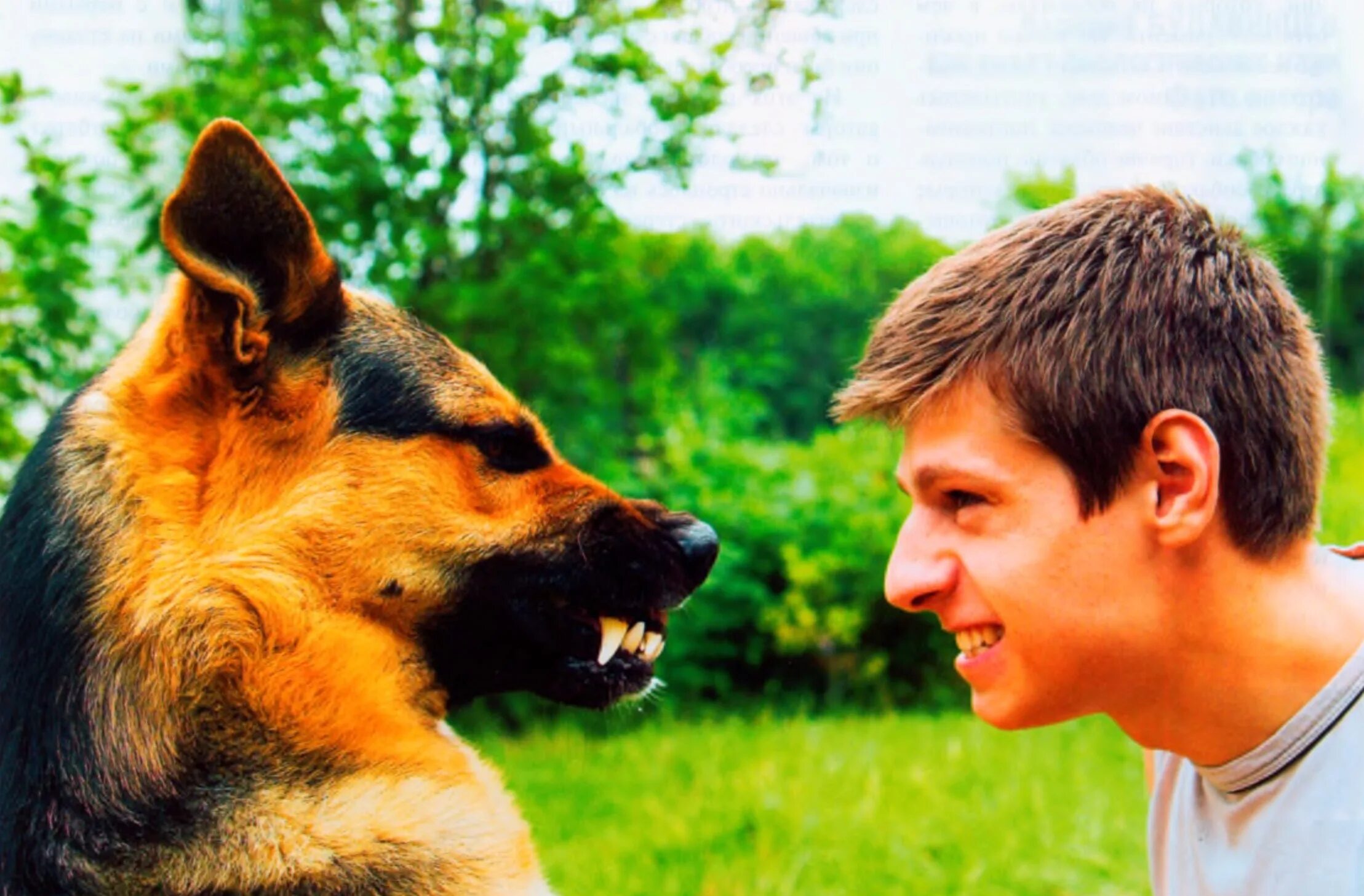 кот и пес дерутся нарисованный. агрессия собак. звери дерутся. парни борются. конфликт иллюстрация.