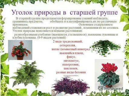 Цветы по фгос в старшей