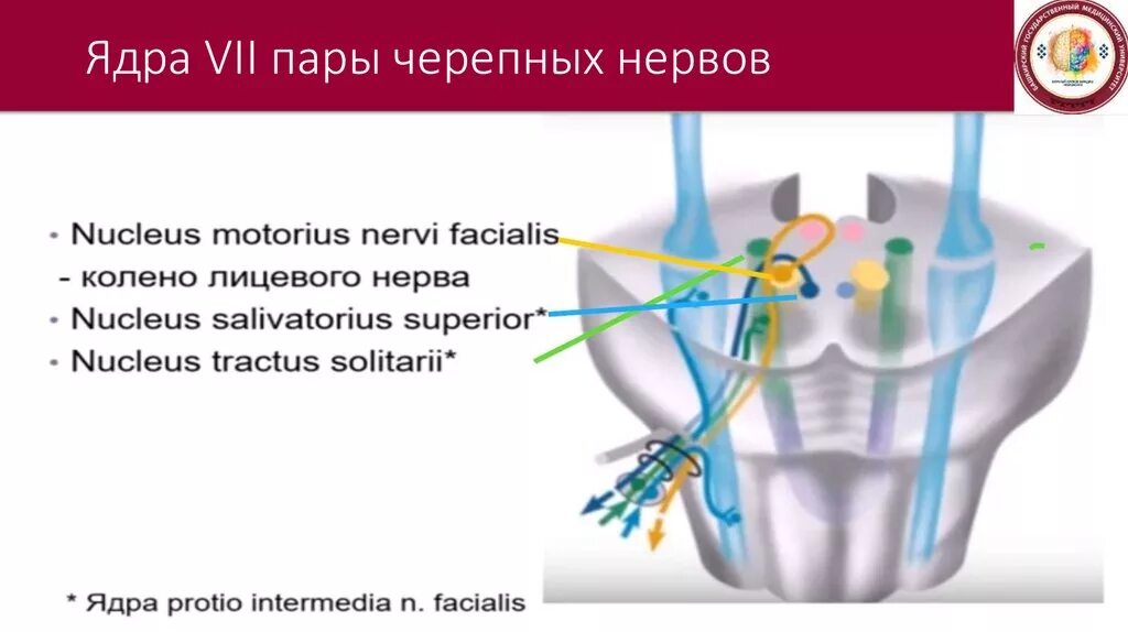 7 Пара черепных нервов ядра. Ядра VII пары черепных нервов. 7 Пара ЧМН ядра. Ядра 7 нерва. 7 черепной нерв