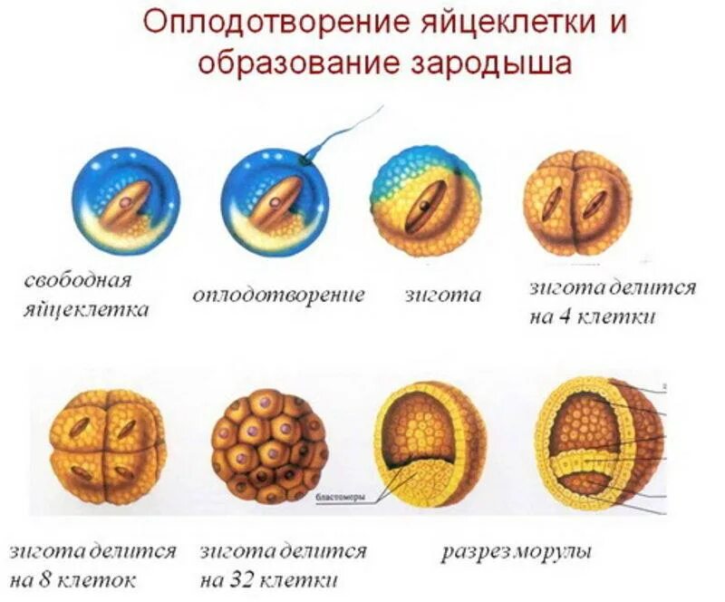 Процесс оплодотворения и развития зародыша. Стадии развития оплодотворения яйцеклетки. Стадии развития эмбриона зигота. Этапы развития оплодотворенной яйцеклетки. Яичник зигота