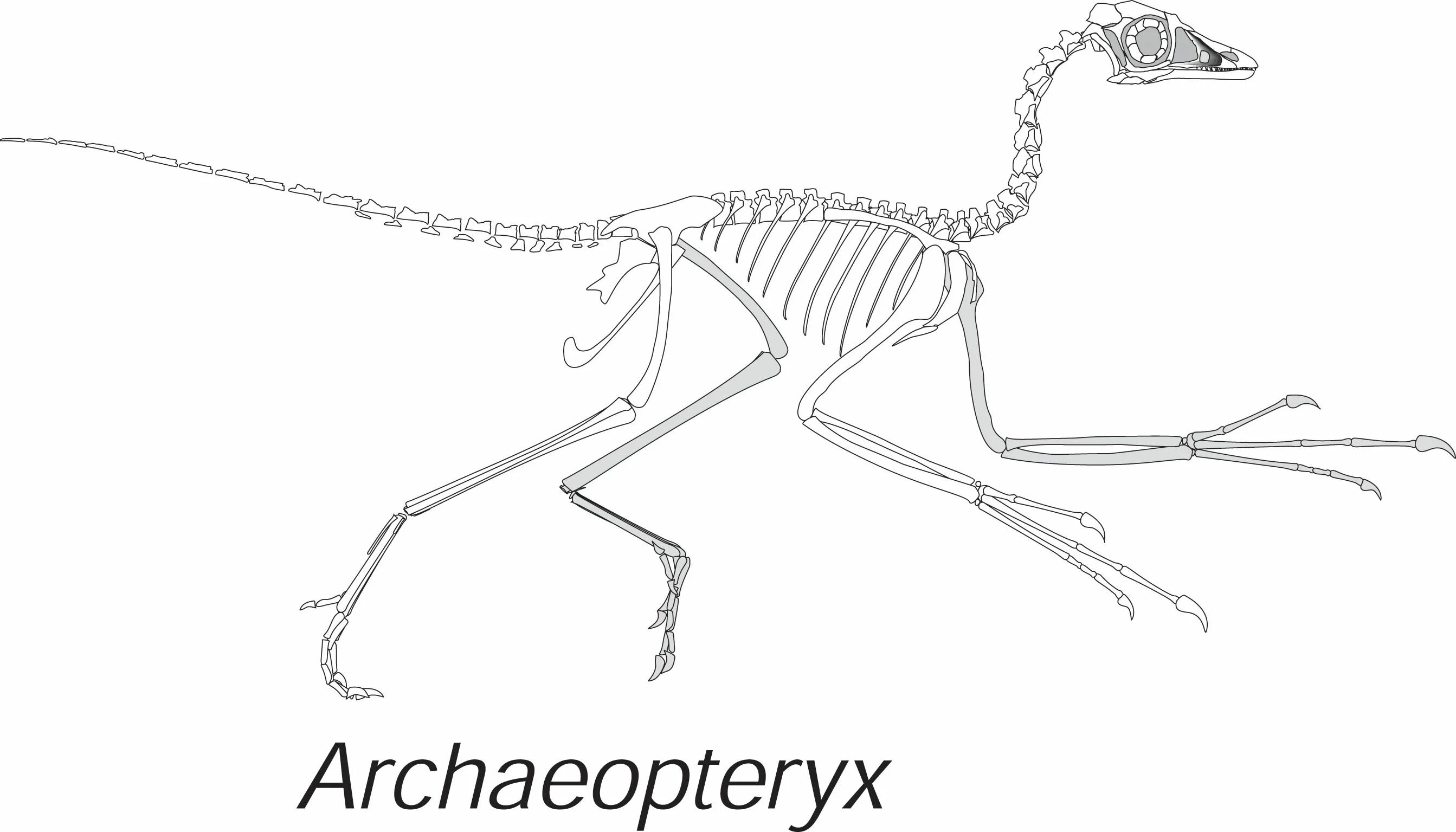 Анатомия археоптерикса. Скелет археоптерикса и птицы. Археоптерикс скелет. Киль у археоптерикса. Скелет археоптерикса