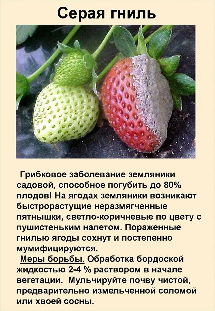 Серая гниль на клубнике. Мучнистая роса на клубнике. Серая гниль на клубнике. Серая гниль на клубнике. Ботритис (серая гниль).