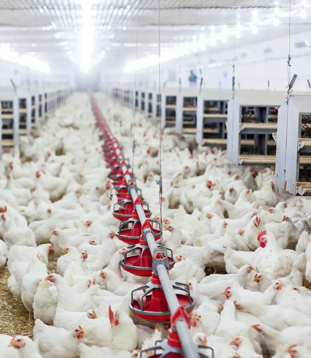 Птицефабрика фрегат юг. Птицеводство в россии. Птицефабрика из сэндвич панелей. Птицефабрика продо калуга. Порода кур несушек птицеферма.