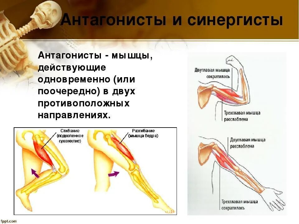 При разгибании руки в локтевом суставе
