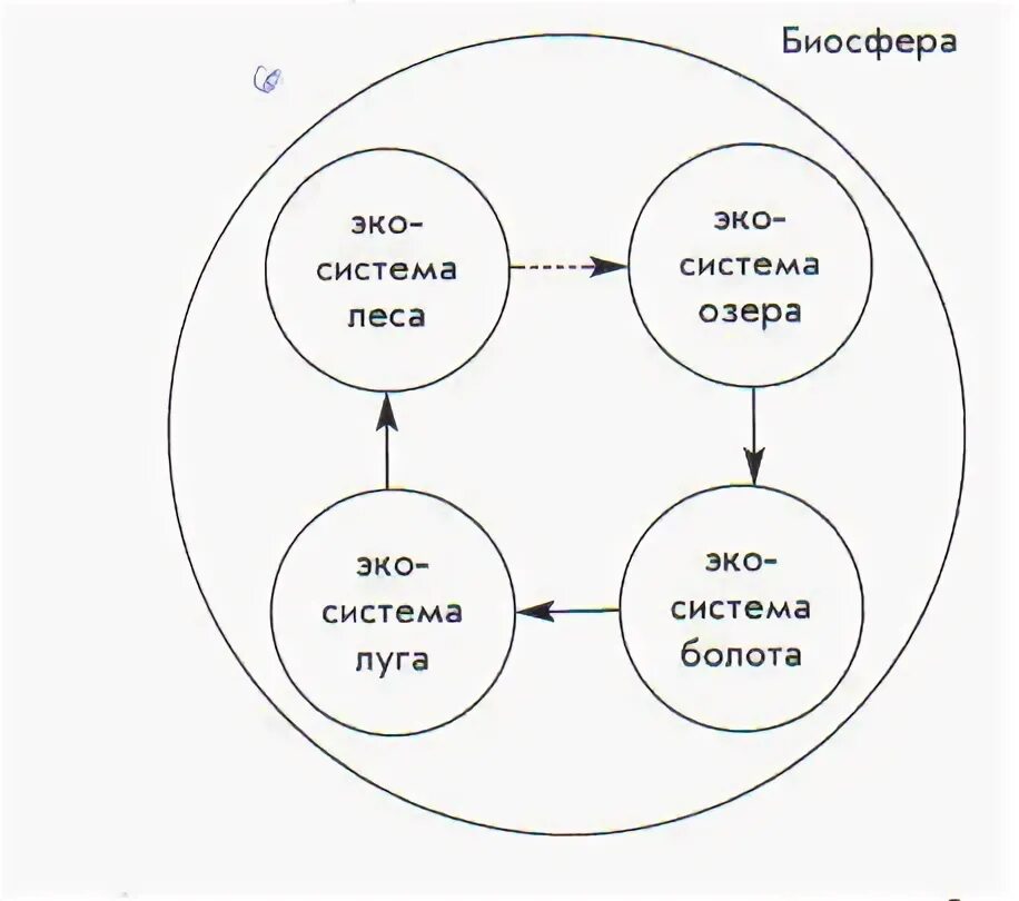 Роль экосистемы в жизни человека