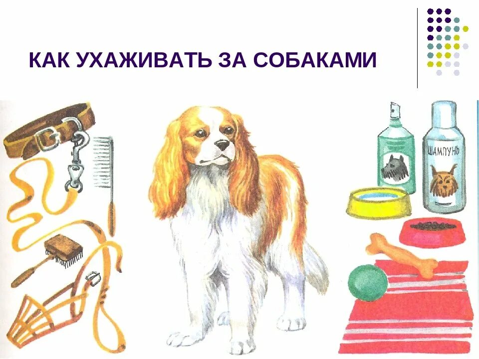 Виды работы по уходу за домашними животными