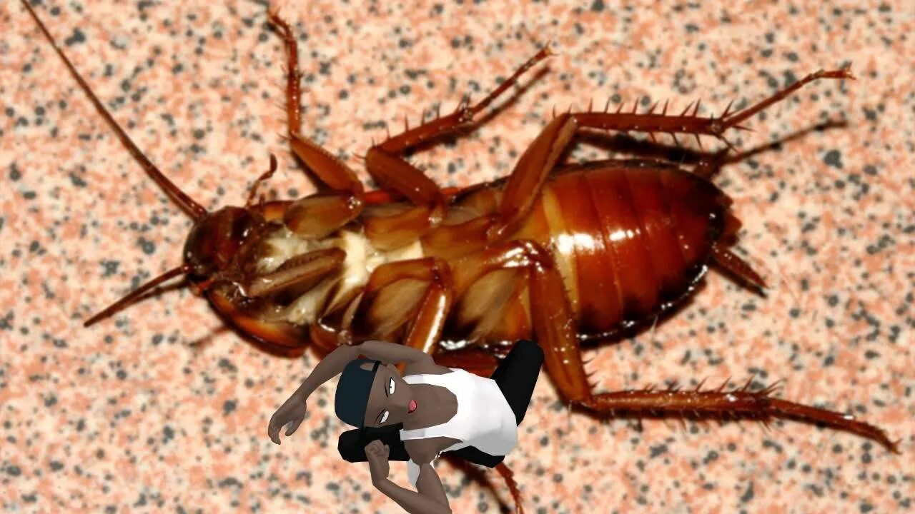 Cucaracha