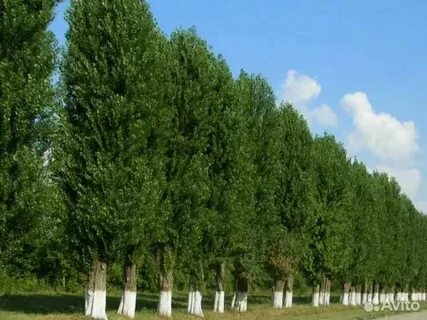 Жолбарыс порно