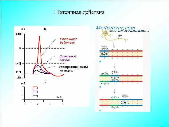 Потенциал действия физиология. Схема потенциала действия фазы. Фазы потенциала действия физиология график. Ионные механизмы возбуждения потенциал действия. Фаза нарастания потенциала действия.