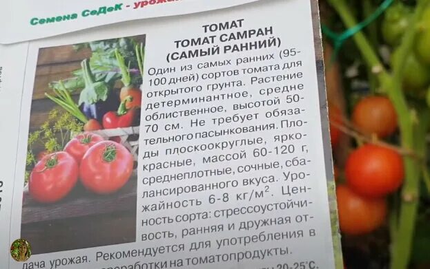 Томаты ранний 83 описание сорта. Томат ранняя девчонка тверской селекции. томат ранняя девочка. томат самран. самран томат описание.