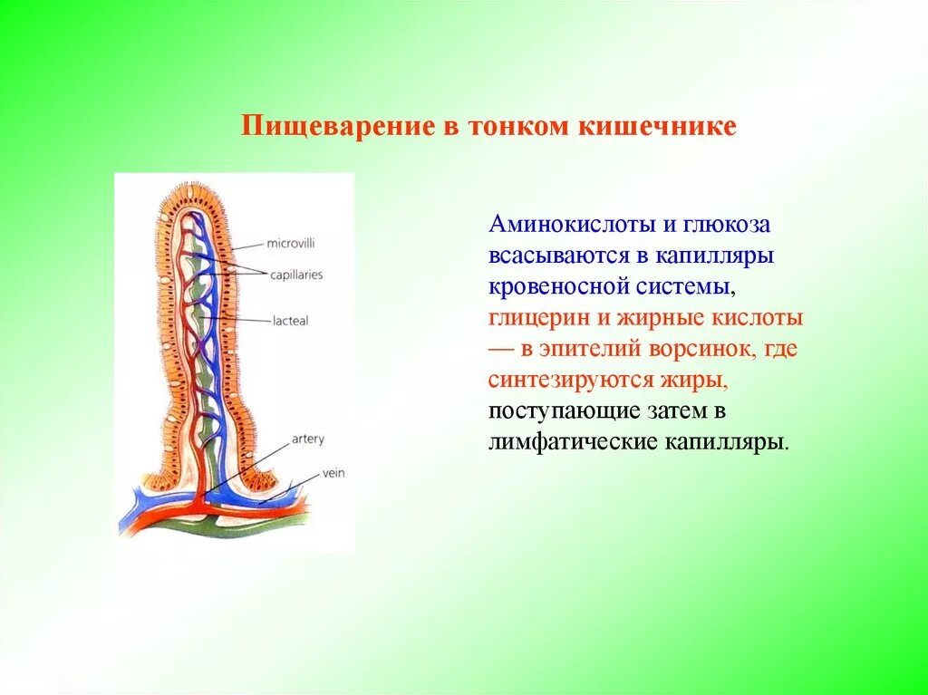 В тонком кишечнике происходит всасывание аминокислот. В толстом кишечнике происходит всасывание Глюкозы и аминокислот. Глицерин и жирные кислоты всасываются в. В тонком кишечнике в лимфатических капиллярах. Всасывание жиров ворсинками кишечника