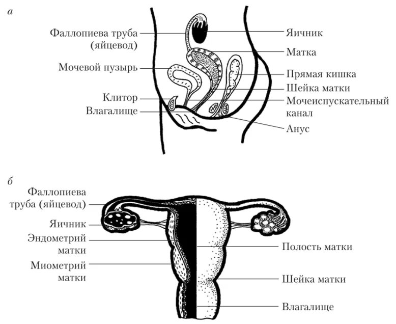 Наружные органы женской половой системы. Схема строения женской половой системы. Женская половая система схема анатомия. Анатомия человека наружные половые органы женщины. Репродуктивная система женщины внутренние половые органы.