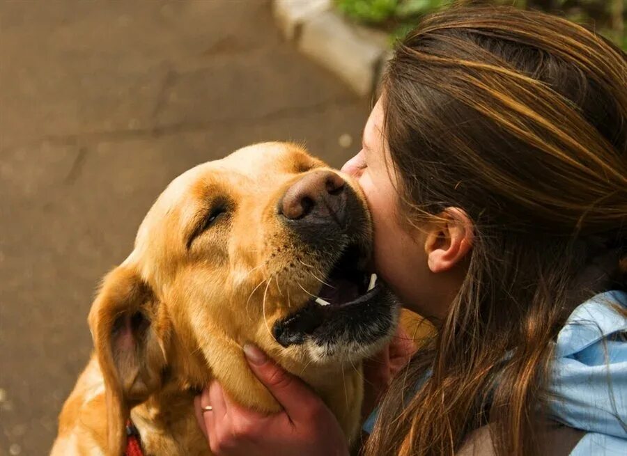 Люблю больших собак. Человек обнимает собаку. Люди и животные любовь. Любовь собаки к человеку. Любовь животных к людям.
