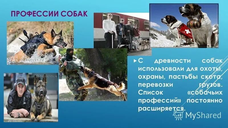 Несколько профессий собак. Собачьи профессии. профессии собак презентация. специальности собак. какие профессии у собак.