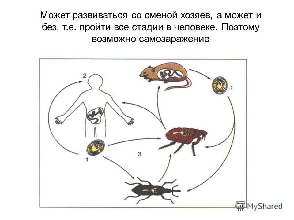 Без смены хозяев происходит развитие