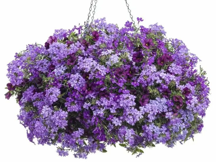 Вербена фото в горшках Verbena Superbena Large Lilac Blue Verbena, Lavender plant, Verbena plant