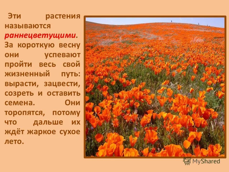 В какой природной зоне преобладает травянистая растительность. Растения степи. Какие цветы растут в степи. Растительный мир степи в России. Высота растений в степи.