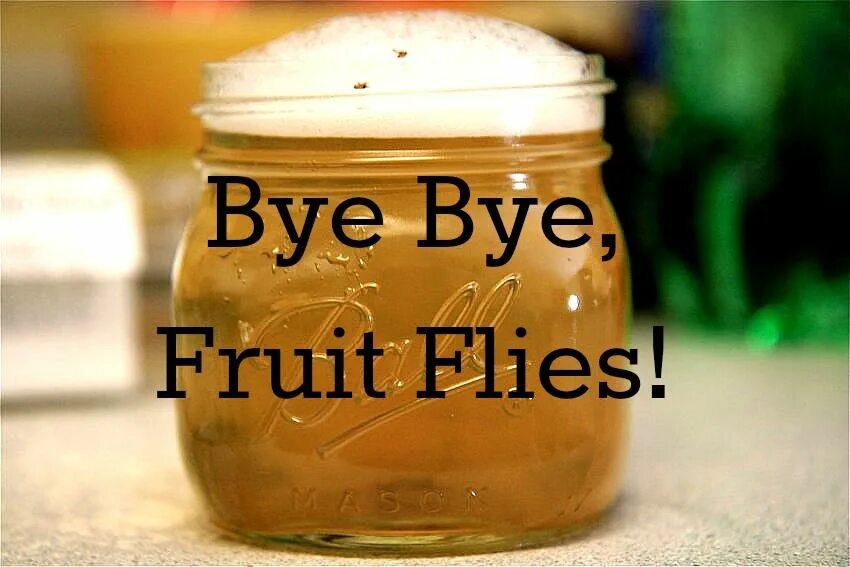 Fruit Flies to get rid. Time Flies Bye Bye. Bye Bye Fly Cup цветок. Home time Fly Bye Bye. Once it starts