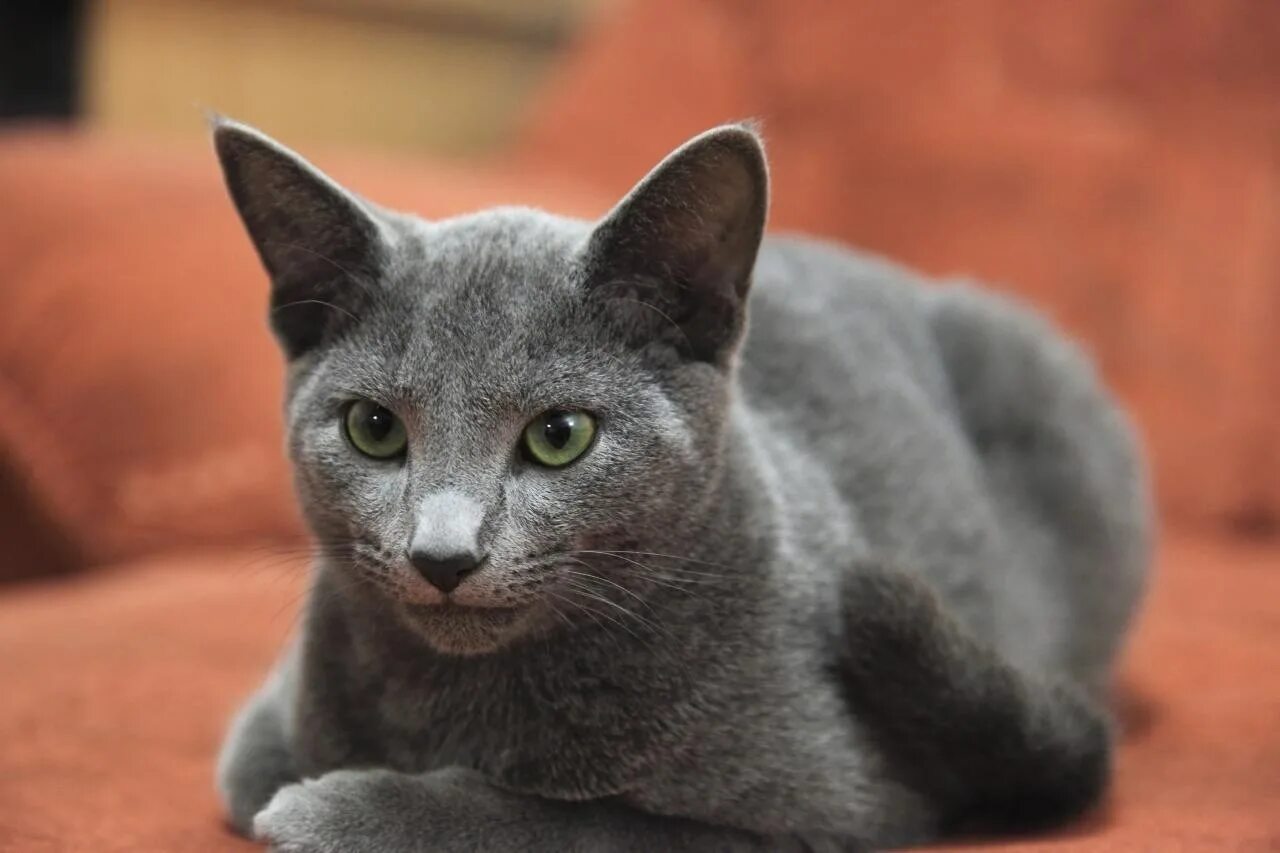 Серо голубой кот