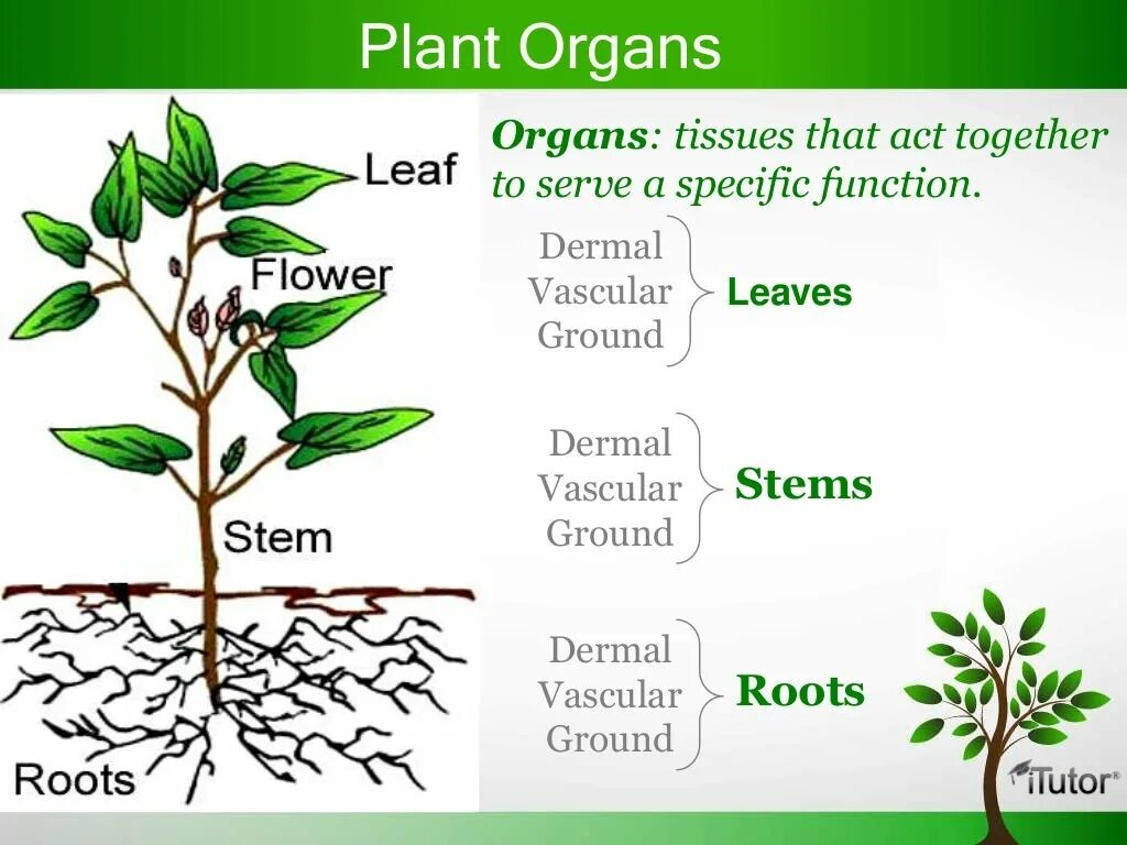 Plant Organs. Tissues and Organs in Plants. Plant Organ System. Плодоносные растения органы.