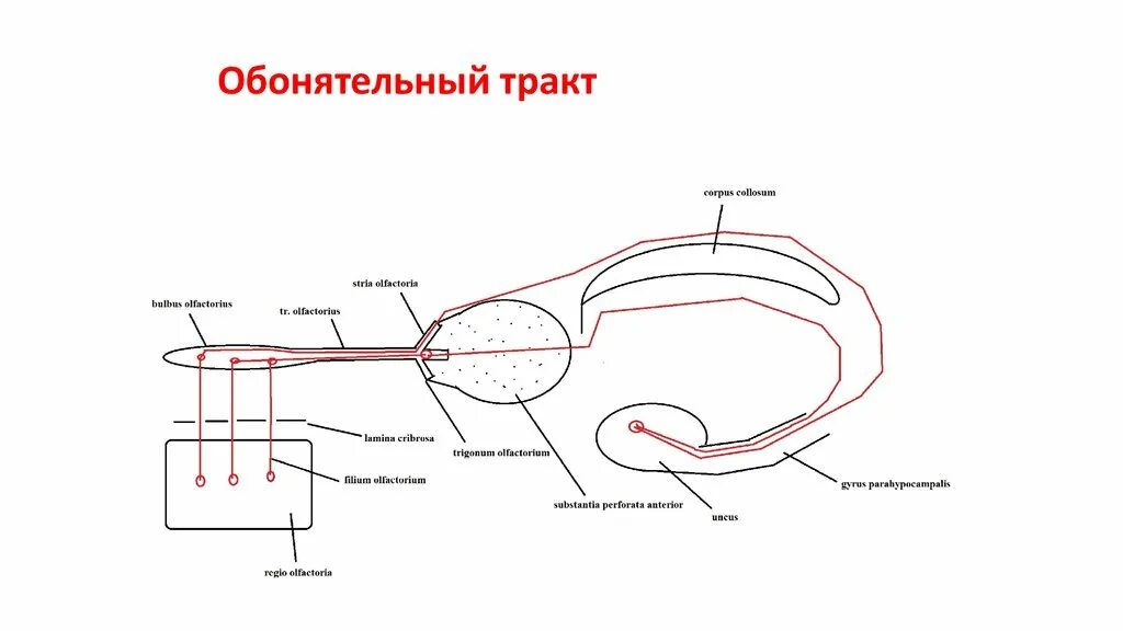Обонятельный нерв проводящая часть обонятельного анализатора. Схема строения обонятельного анализатора. Обонятельный проводящий путь схема. Схема обонятельного анализатора. Проводящий путь обонятельного анализатора нейроны.
