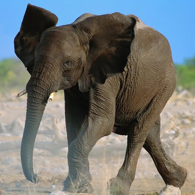 4 слоника. Слон. Слон картинка. Elephant animal.