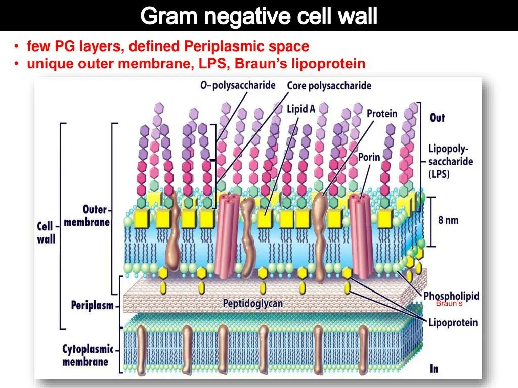 Gram negative Cell Wall. Gram positive and gram negative bacteria Cell Wall. Пневмококк клеточная стенка. Gram + Cells Wall.