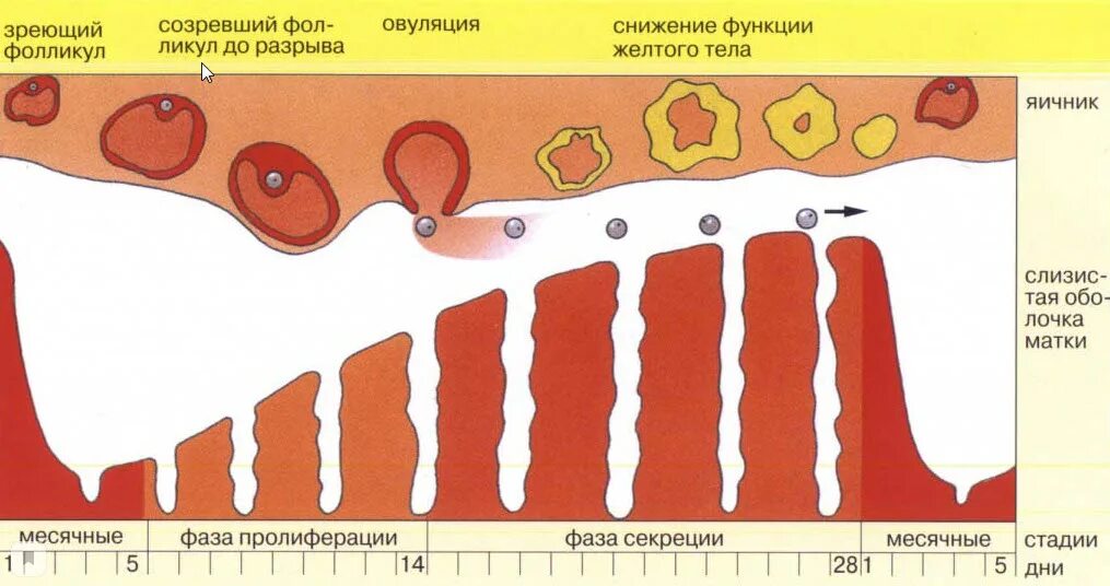 Менструальный цикл. Овуляция. Выделения в менструальном цикле. Выделение по циклу месячных. Толщина эндометрии для зачатия