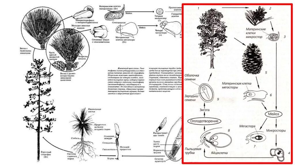 Жизненный цикл голосеменных растений сосна схема. Жизненный цикл голосеменных растений сосна обыкновенная. Жизненный цикл голосеменных ЕГЭ. Цикл сосны обыкновенной. Развитие хвойных
