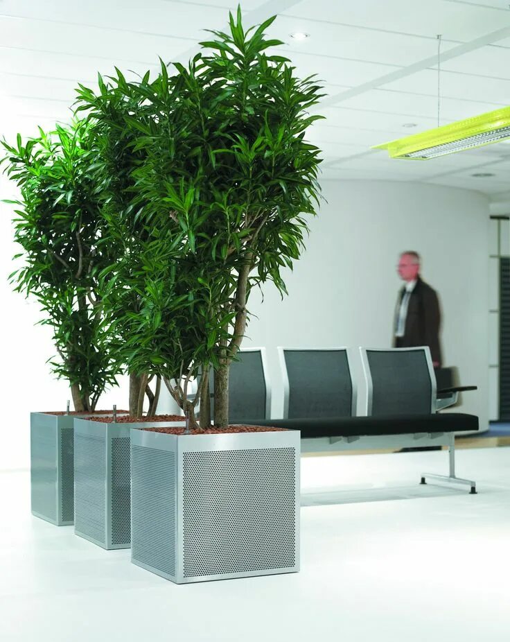 Растения для офиса. Офисные напольные цветы. Офисные цвета. Растения в интерьере офиса. Plant company