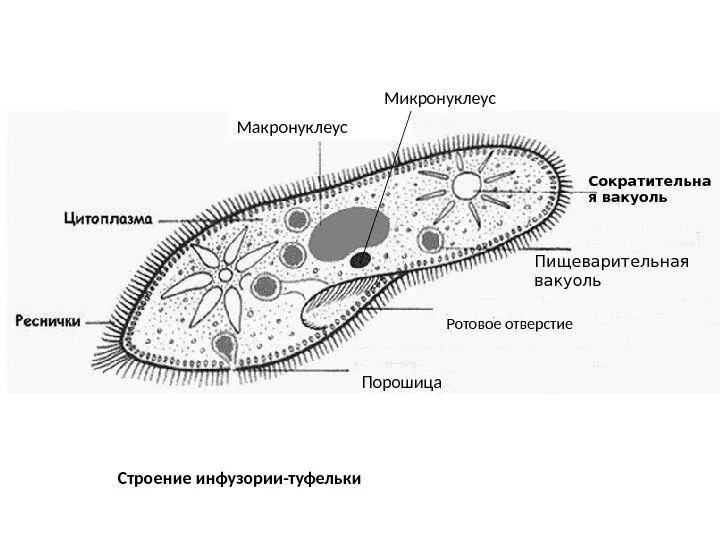 Пищеварительная вакуоль рисунок. Макронуклеус инфузорий. Макронуклеус и микронуклеус. Инфузория туфелька строение. ПАРАМЕЦИЯ макронуклеус.