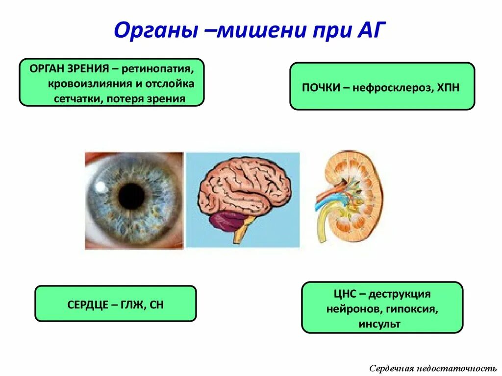 Органы мишени при гипертонической. Органы-мишени при артериальной гипертензии. Органы мишени при гипертонической болезни. Органы мишени при артериальной гипертонии. Органы-мишени, поражающиеся при гипертонической болезни.