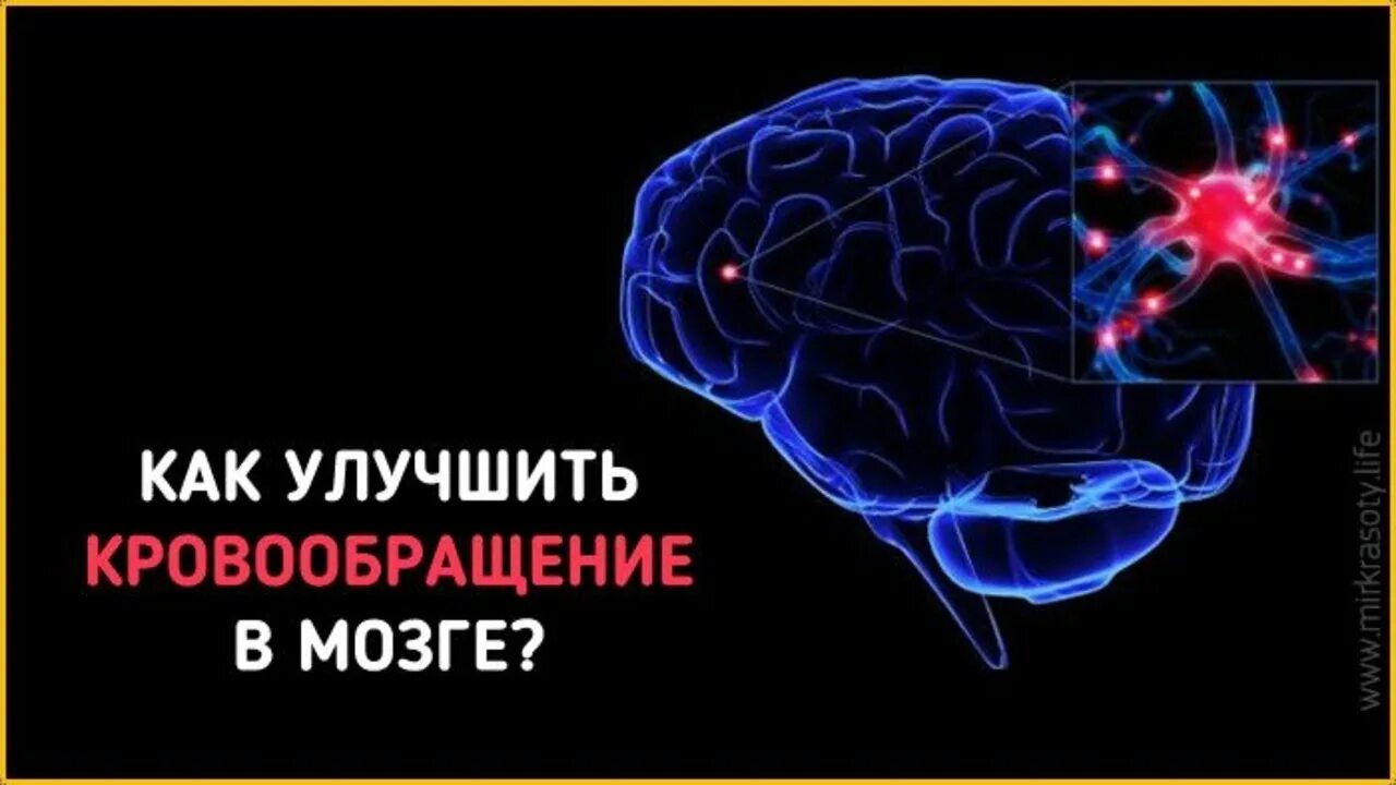 Кровообращение головного мозга. Для улучшения мозгового кровообращения. Улучшаем кровообращение мозга. Мозговой кровоток.