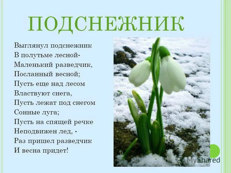 Стишок про подснежник. Стихотворение Подснежник. Выглянул Подснежник. Стих про Подснежник. Серова Подснежник.