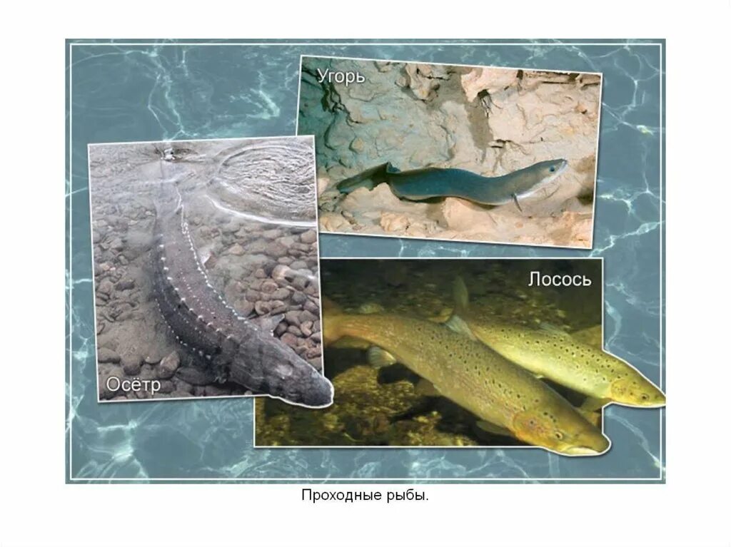 Поясните каких рыб называют проходными приведите примеры Проходная рыба лососевых