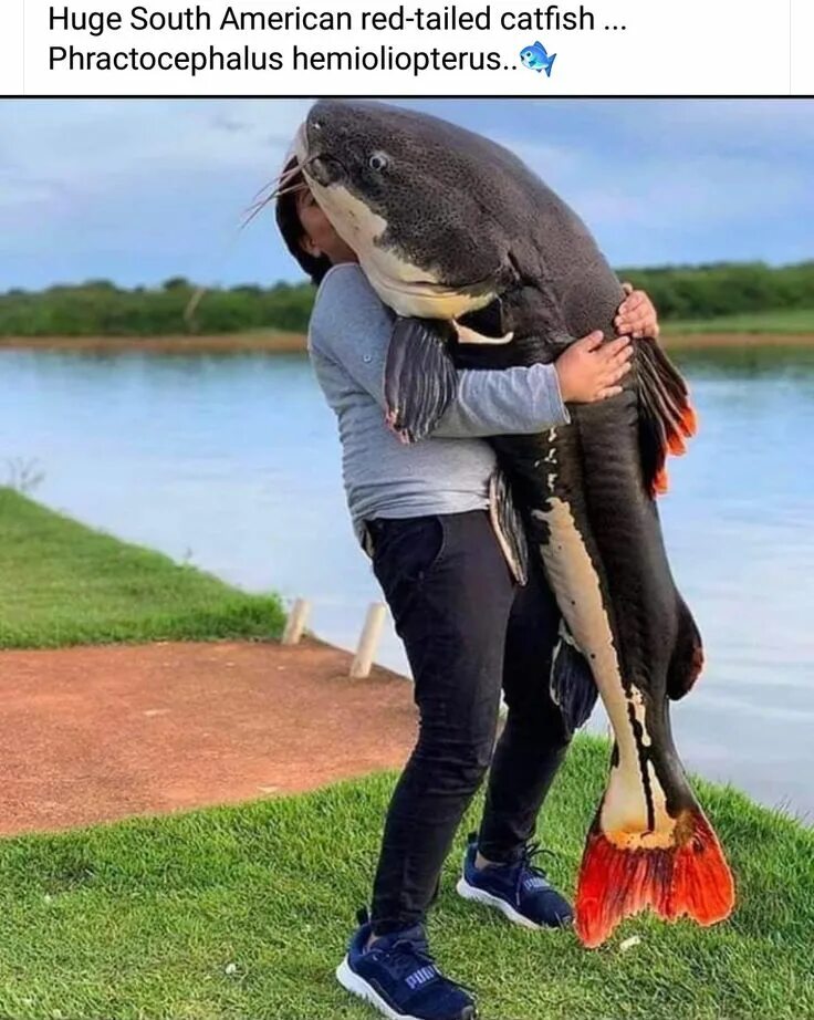 Скажи сом. Скажи сом. Скажи сом. Сомы мем. Сом мемы.