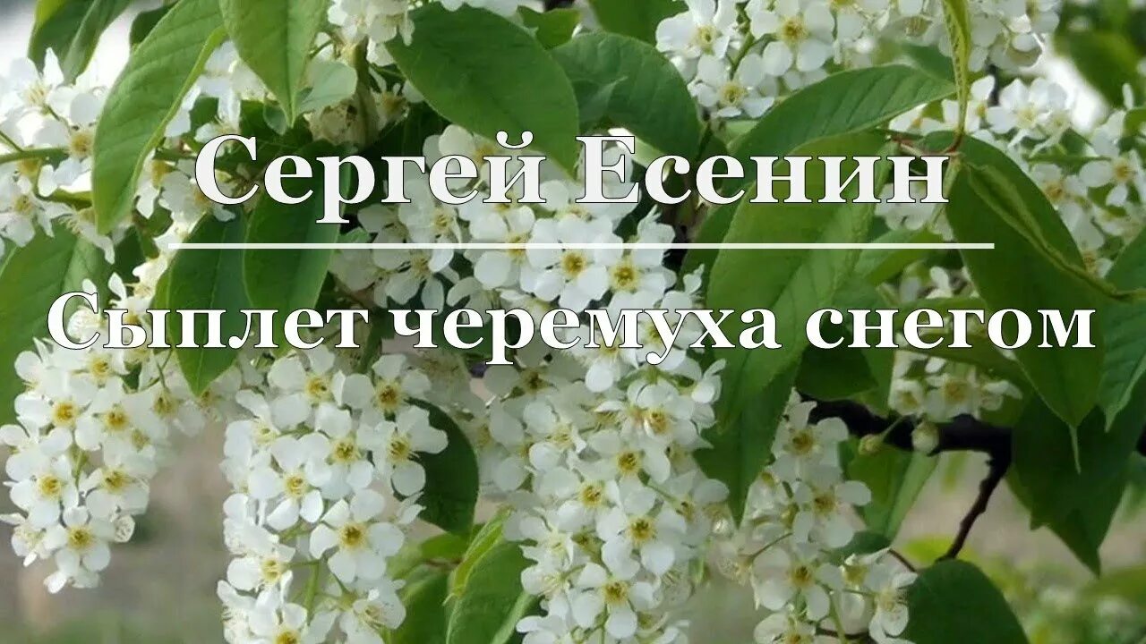 Стихотворение есенина сыплет. Есенина сыплет черемуха снегом. Стих сыплет черемуха снегом Есенин.