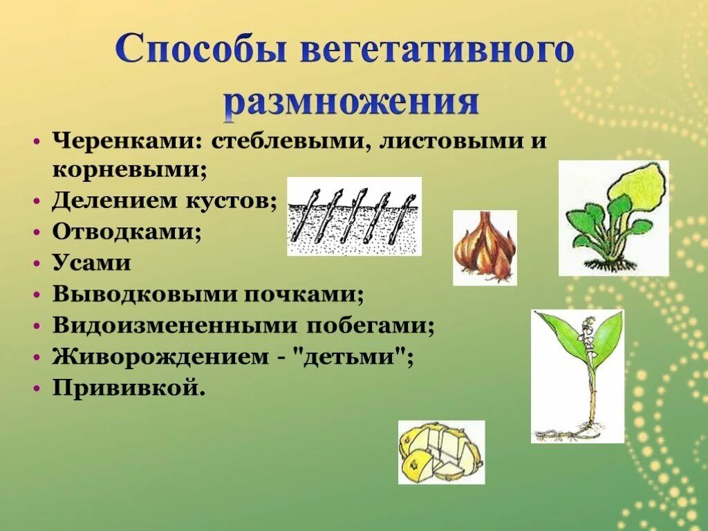 Как называется способ вегетативного размножения. Черенкование является способом вегетативного размножения. Способы вегетативного размножения растений. Размножение стеблевыми черенками. Технологии вегетативного размножения растений черенкование.