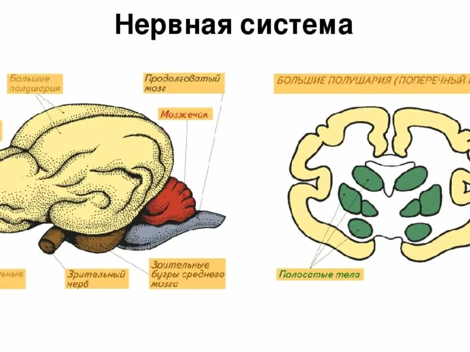 Отделы головного мозга млекопитающих схема. Головной мозг млекопитающих. Мозг млекопитающих схема. Большие полушария мозга млекопитающих.