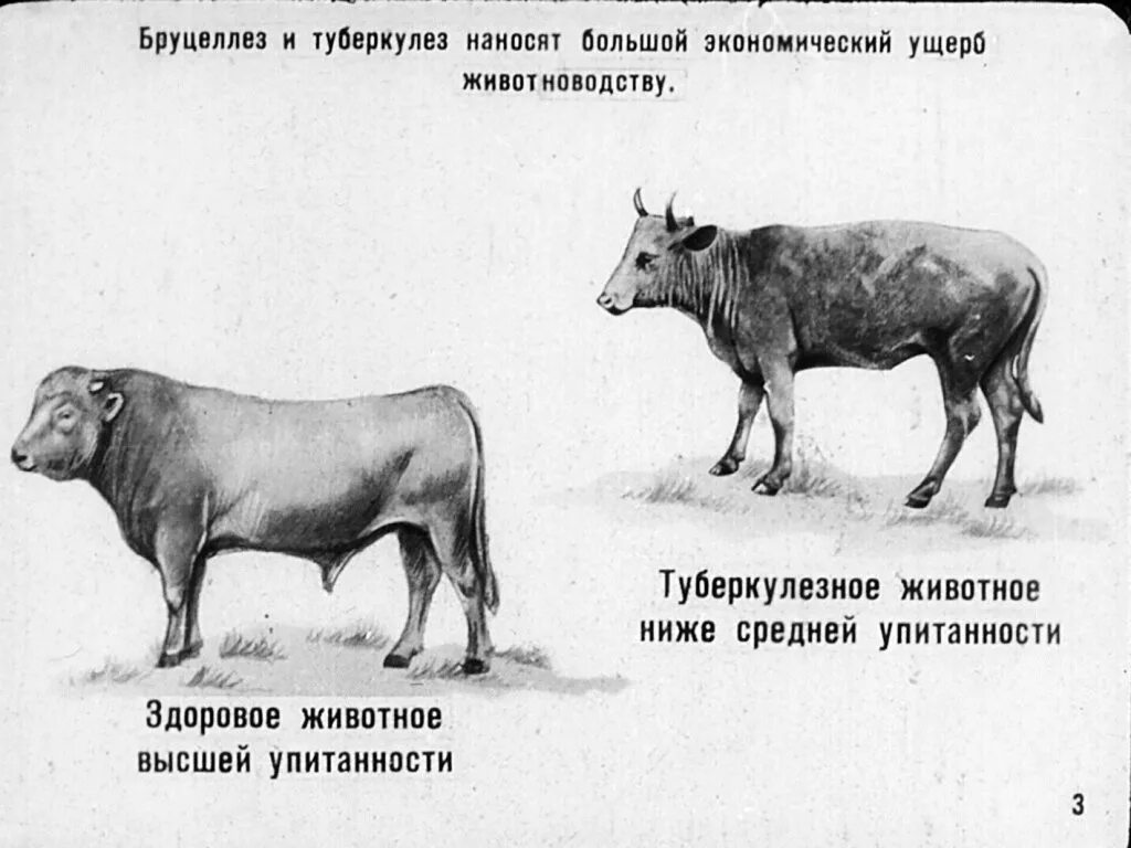 Туберкулез у коров. Бруцеллез крупного рогатого скота симптомы. Бруцеллез КРС симптомы. Бруцеллез КРС профилактика. Бруцеллез КРС признаки.