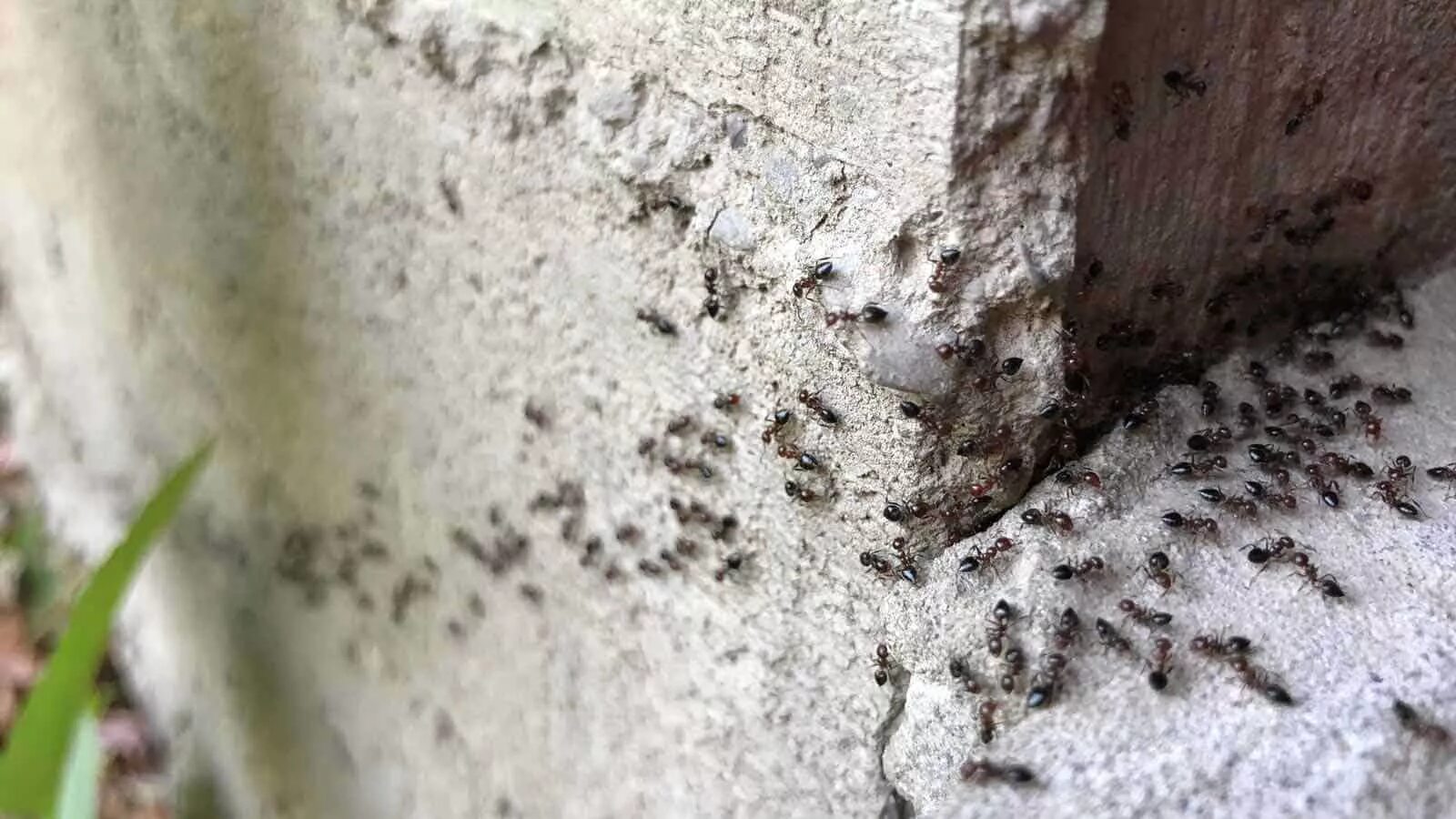 Фараоновые муравьи Муравейник. Гнездо муравьев в квартире. Муравьиное гнездо в доме. Гнездо домашних муравьев.